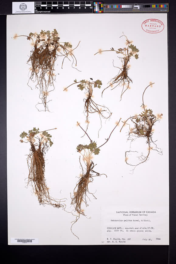 Ranunculus gelidus image