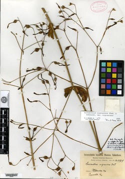 Lisianthius nigrescens image