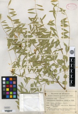 Image of Brongniartia tenuifolia