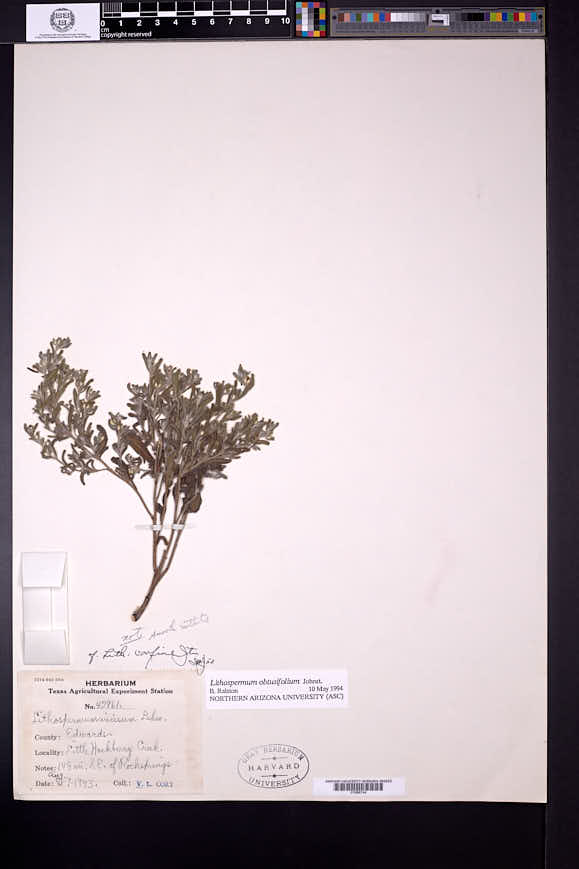 Lithospermum obtusifolium image