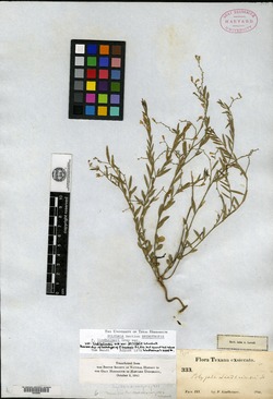 Rhinotropis lindheimeri var. parvifolia image
