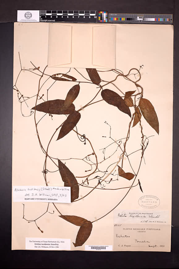 Echites tuxtlensis image