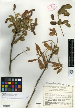 Image of Mimosa guirocobensis