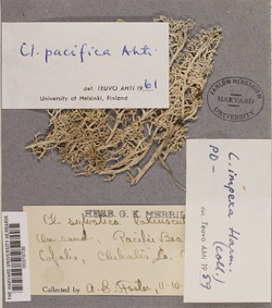 Cladonia portentosa subsp. pacifica image