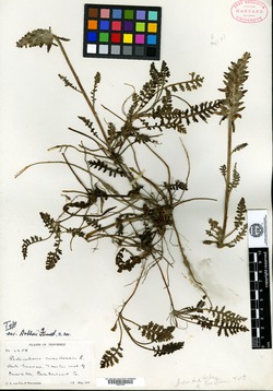 Pedicularis canadensis var. dobbsii image