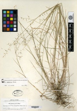 Image of Gouinia gracilis