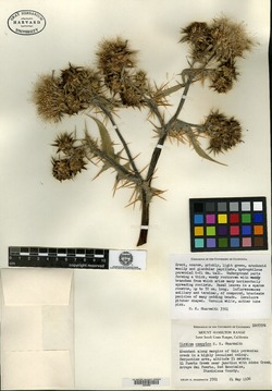 Image of Cirsium campylon