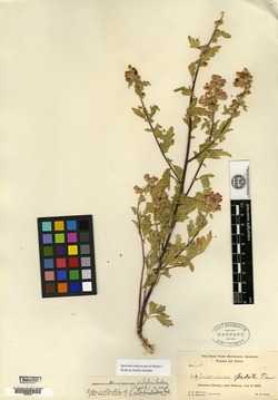 Sphaeralcea subrhomboidea image
