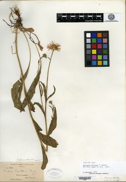Image of Erigeron aliceae