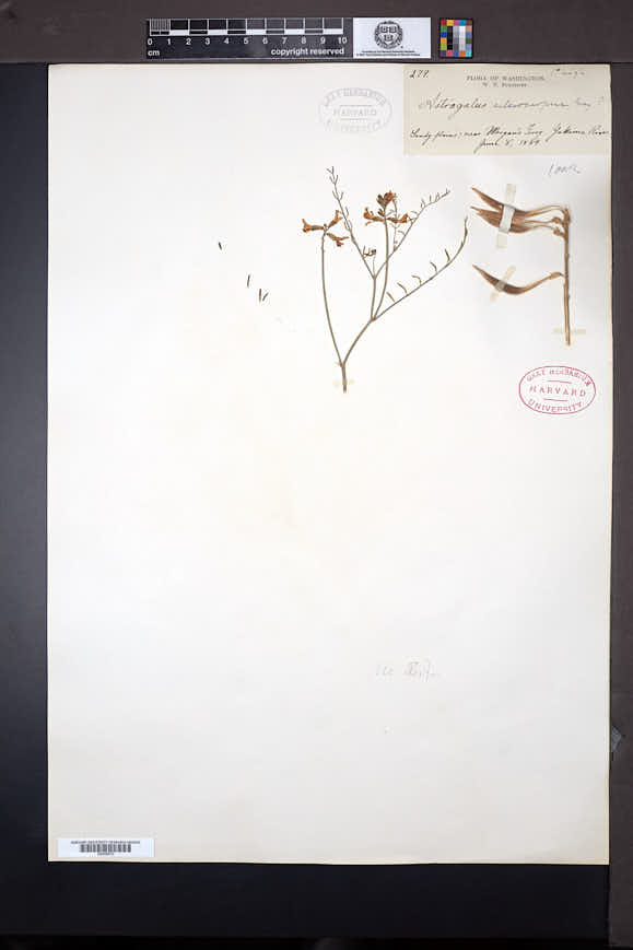 Astragalus sclerocarpus image
