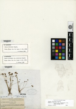 Juncus triformis var. stylosus image