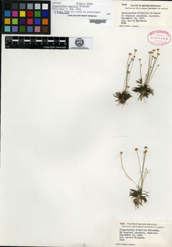 Syngonanthus oneillii image