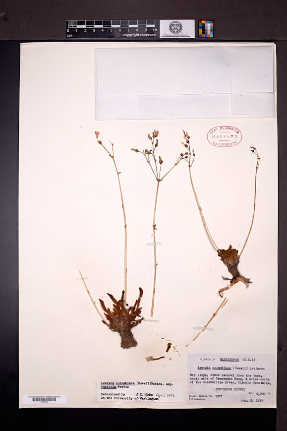 Lewisia columbiana subsp. rupicola image