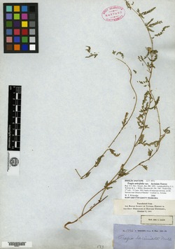 Tragia urticifolia var. laciniata image