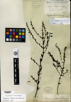 Seymeria bipinnatisecta image