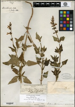 Salvia arizonica image