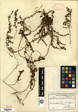 Image of Phenax pauciflorus