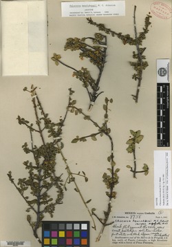 Image of Chiococca henricksonii