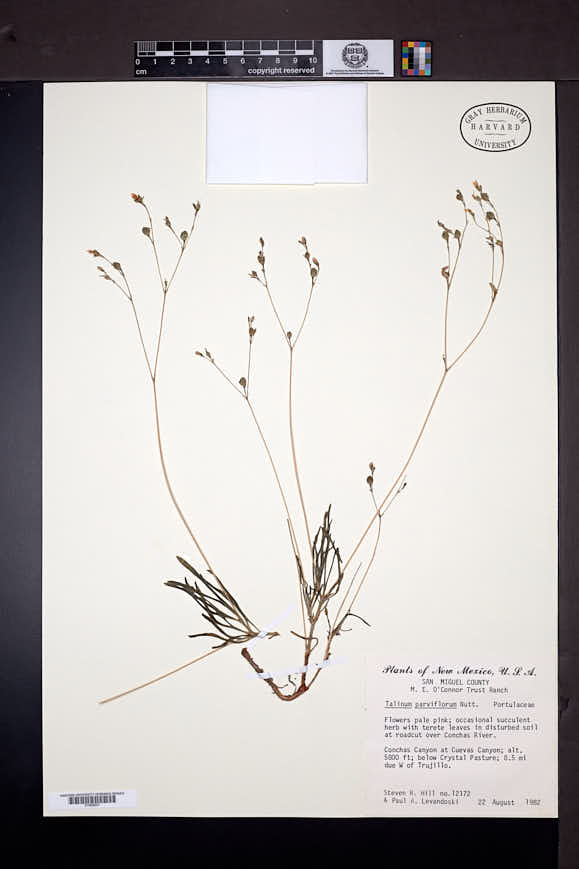 Phemeranthus parviflorus image