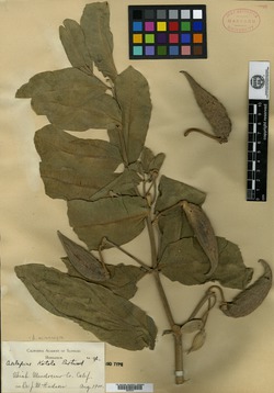 Image of Asclepias kotolo