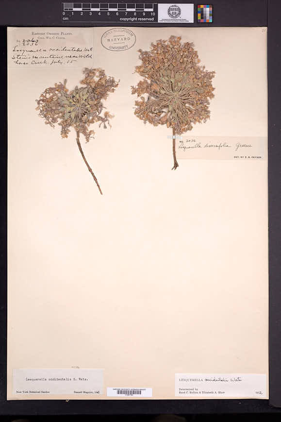 Physaria occidentalis image