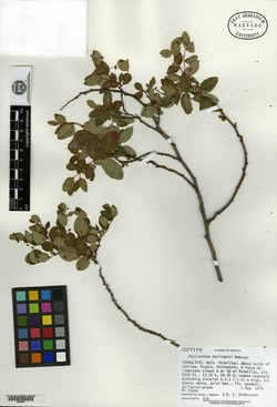 Image of Phyllanthus harrimanii
