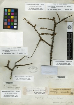 Bernardia fasciculata image