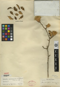 Anastraphia mantuensis image