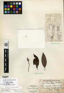 Image of Persea drymifolia