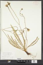 Scorzoneroides autumnalis subsp. borealis image