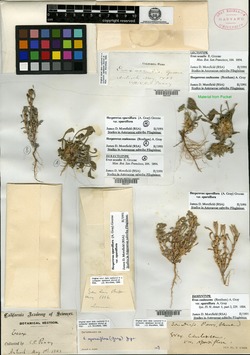 Image of Hesperevax sparsiflora