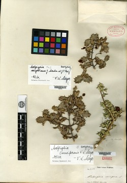 Image of Malpighia apiculata