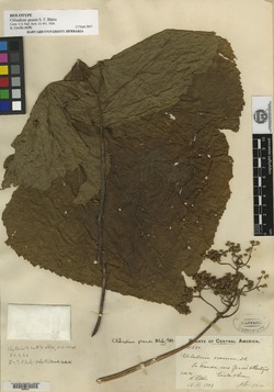 Clibadium grandifolium image