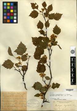 Crataegus congestiflora image