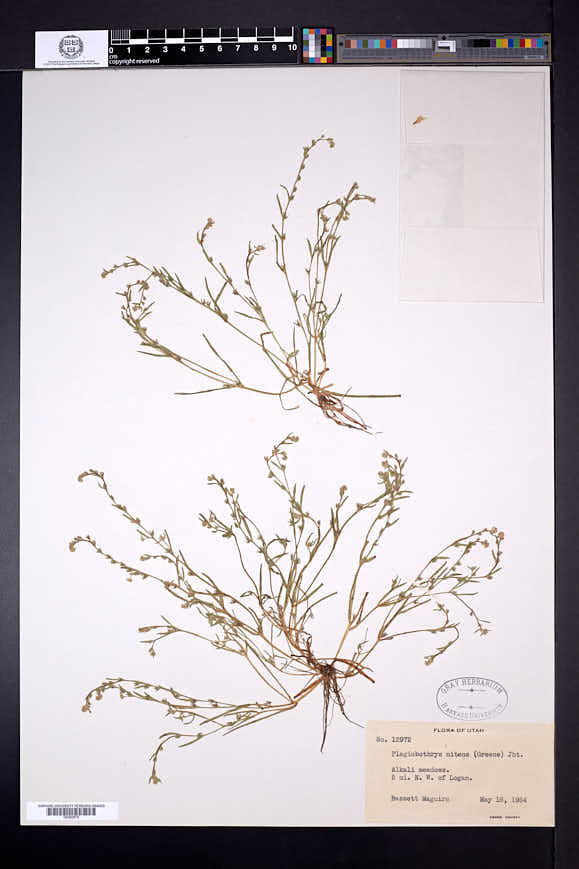 Plagiobothrys nitens image