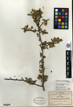 Wimmeria microphylla image