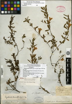 Dipteracanthus linearis image