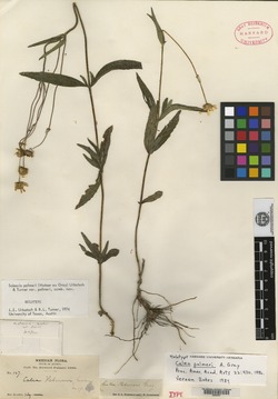 Image of Calea palmeri