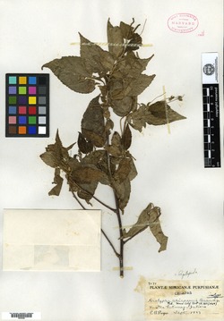Image of Acalypha chiapensis
