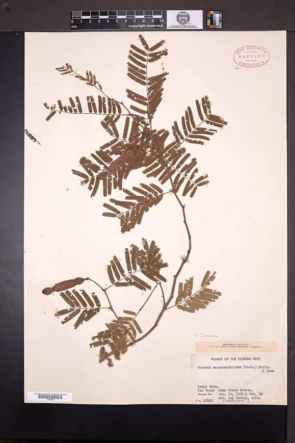 Image of Acacia macracanthoides