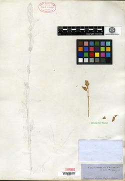 Image of Amaranthus obovatus