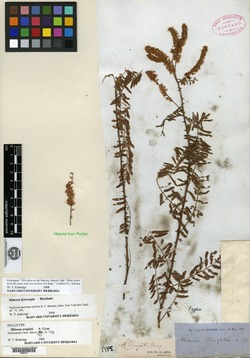 Mimosa wrightii image