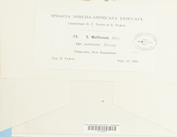 Sphagnum wulfianum var. versicolor image