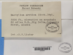 Dactylina arctica image