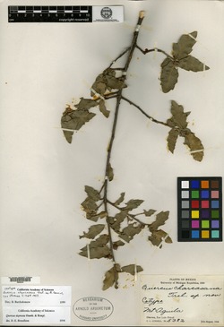 Quercus charcasana image