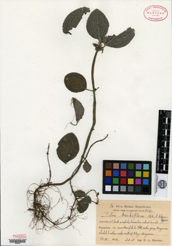 Image of Pilea barbiflora