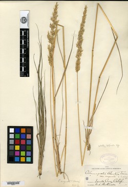 Calamagrostis aleutica image