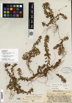 Image of Ludwigia lacustris