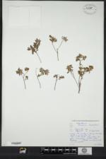 Image of Crocanthemum dumosum