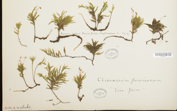 Climacium americanum image